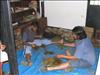 Practica de Ecologia Vegetal en el Hato del Frio (Apure) (26)